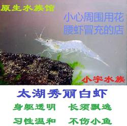 秀丽白虾 #非花腰虾冒充# 太湖白虾除藻虾观赏虾原生虾冷水虾工具