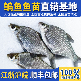 鳊鱼苗长身鳊鳊花油鳊三角鲂武昌鱼苗团头鲂耐活饲料食用淡水养殖