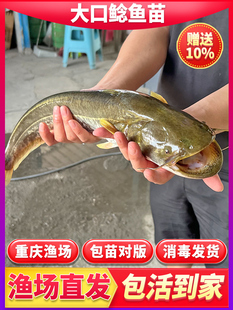 南方大口鲶鱼苗淡水养殖食用活体河鲶土鲶鱼二须鲶肉食塘鲺鲶鱼苗