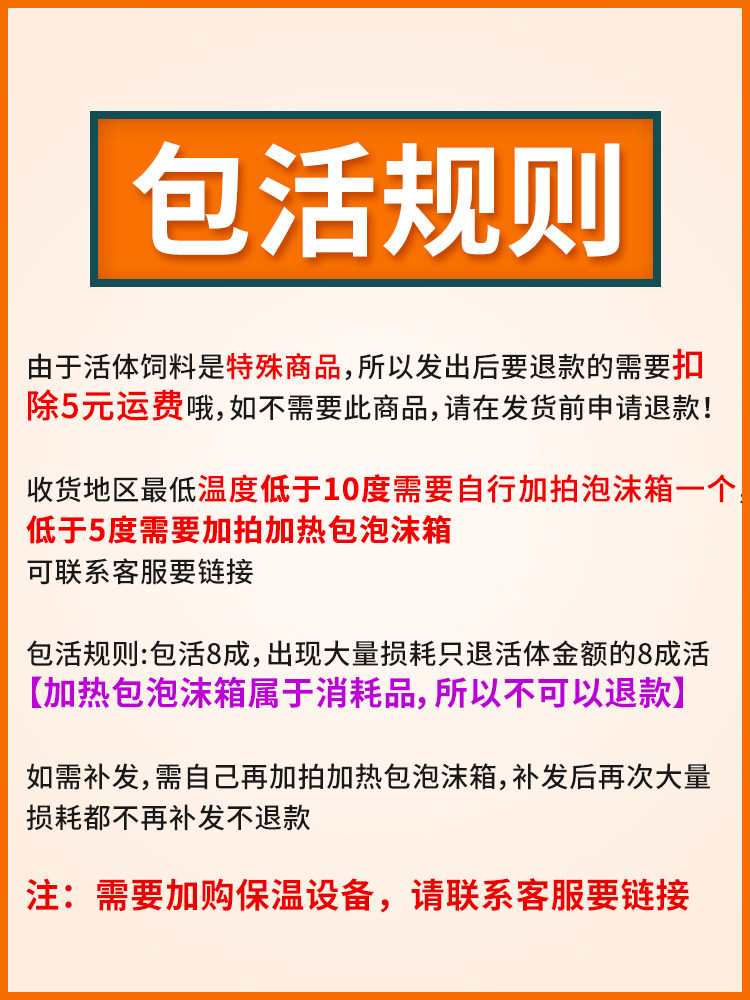 樱桃蟑螂活体饲料樱桃红蟑螂幼体活虫爬宠爬虫鸣虫食物守宫金龙鱼
