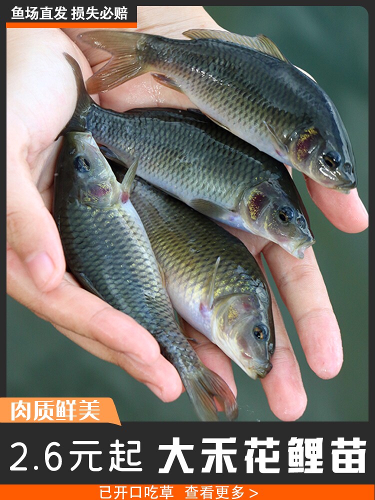 鱼苗淡水稻花鱼苗养殖禾花鲤食用草鱼鲤鱼冷水鱼苗大全喂乌龟鱼苗图片