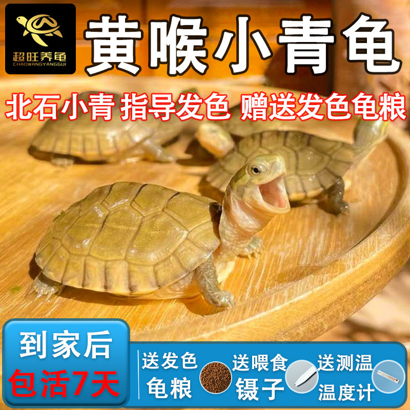 超旺养龟小青龟黄喉拟水龟三黄皖南北石北种石金钱龟蛋小乌龟活物