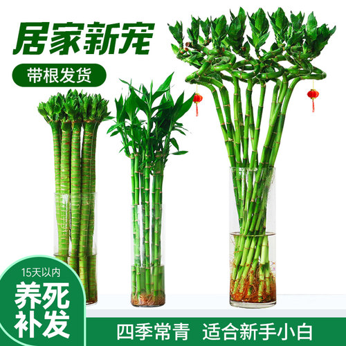 不黄杆不黄叶带根好养客厅富贵竹