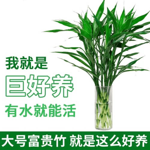 带根富贵竹水培植物室内客厅绿植