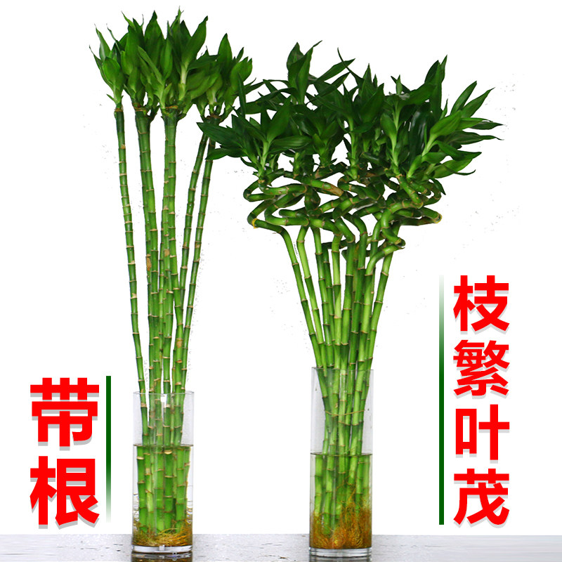 绩光带根开运发财竹直竹富贵竹观音竹阳台客厅办公桌室内水培