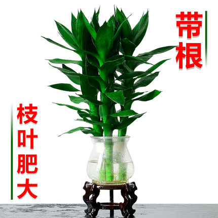 绩光带根水养大叶观音竹富贵竹水培植物花卉办公室桌面室内