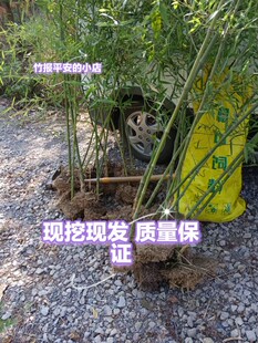 实心玉竹苗带土带叶子款四季常青耐寒植物室内阳台庭院盆栽地栽苗
