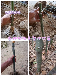 实心玉竹苗异形苗爆珠龟背天裂纹竹节长短规格不一密节苗各种规格