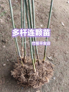 实心文玩玉竹苗多杆连颗苗丛竹苗庭院盆栽苗耐寒耐旱四季长青种苗
