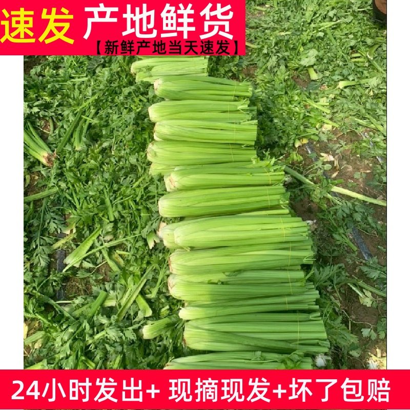 新鲜5斤芹菜西芹大棵半叶绿色