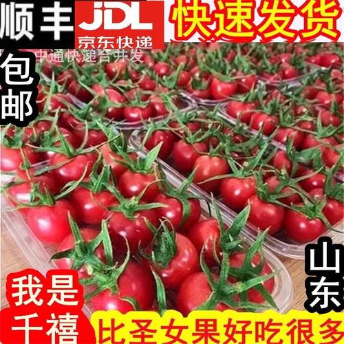 山东千禧小番茄好吃农家特产