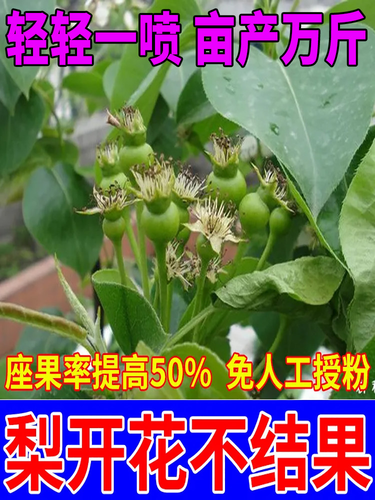 梨树专用授粉药梨树点花药大樱桃沾花素增产防落果素催花座果精