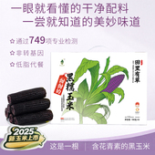 田里有草黑玉米含花青素东北甜糯黑玉米低脂健身早餐真空袋装 鲜糯