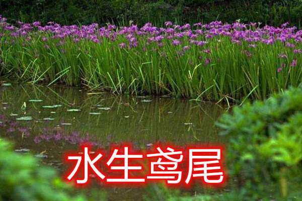 耐寒水生植物河边耐水植物开花植物水生鸢尾水景植物庭院草本花卉