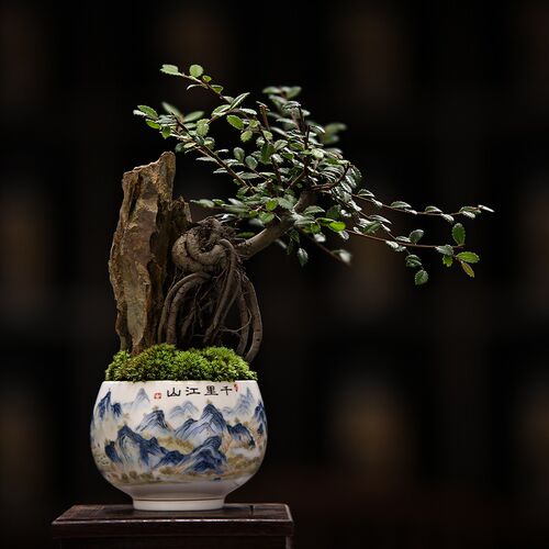 千里江山茶d杯微景观榆树提根植物禅意茶室客厅桌面摆件苔藓绿植