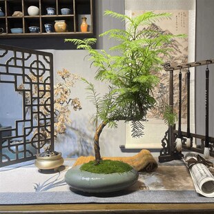 悬崖金叶水杉室h内绿植客厅盆栽盆景客厅桌面庭院老桩中式盆栽盆