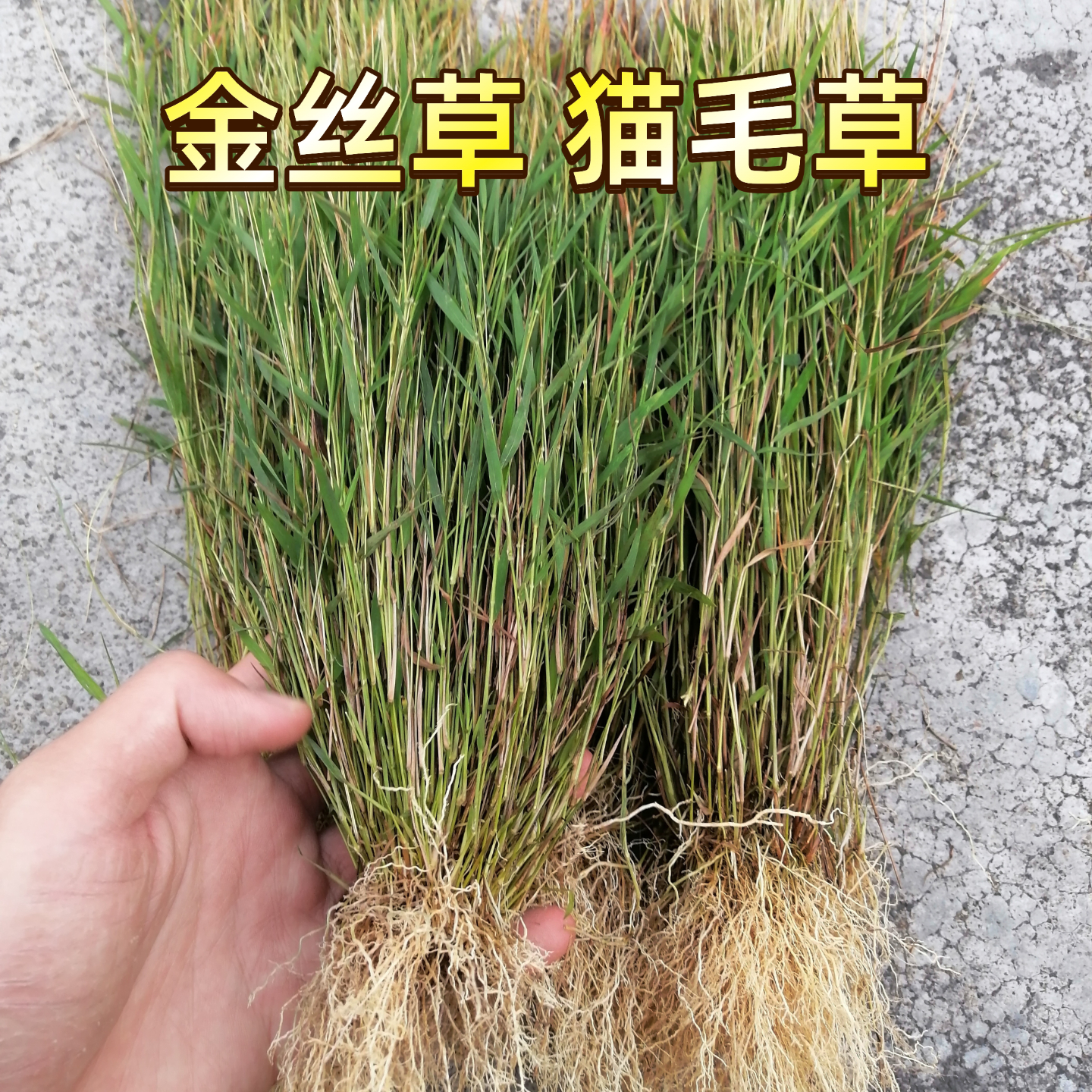 金丝草野生新鲜猫毛草