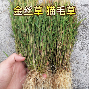 金丝草野生新鲜天然猫毛草潮汕草药笔尖草