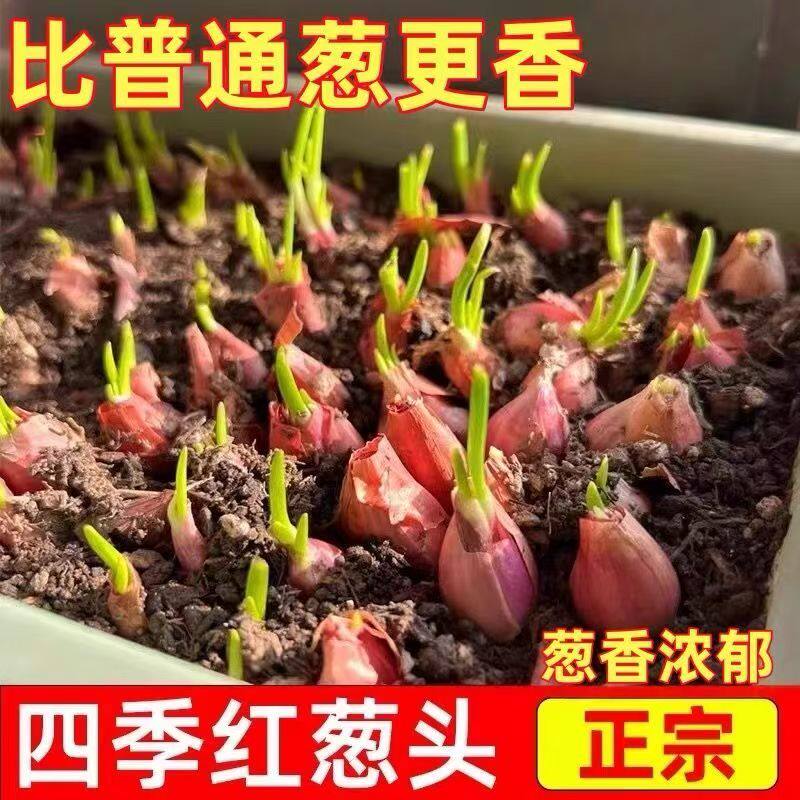正宗红葱头香葱食用熬油盆栽种植