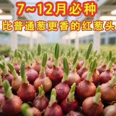 正宗红葱头香葱食用熬油盆栽种植