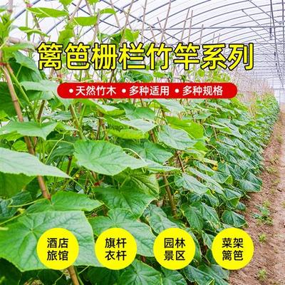 竹竿菜园搭架蔬菜黄瓜番茄爬藤架园艺篱笆栅栏小竹子细竹竿爬藤架