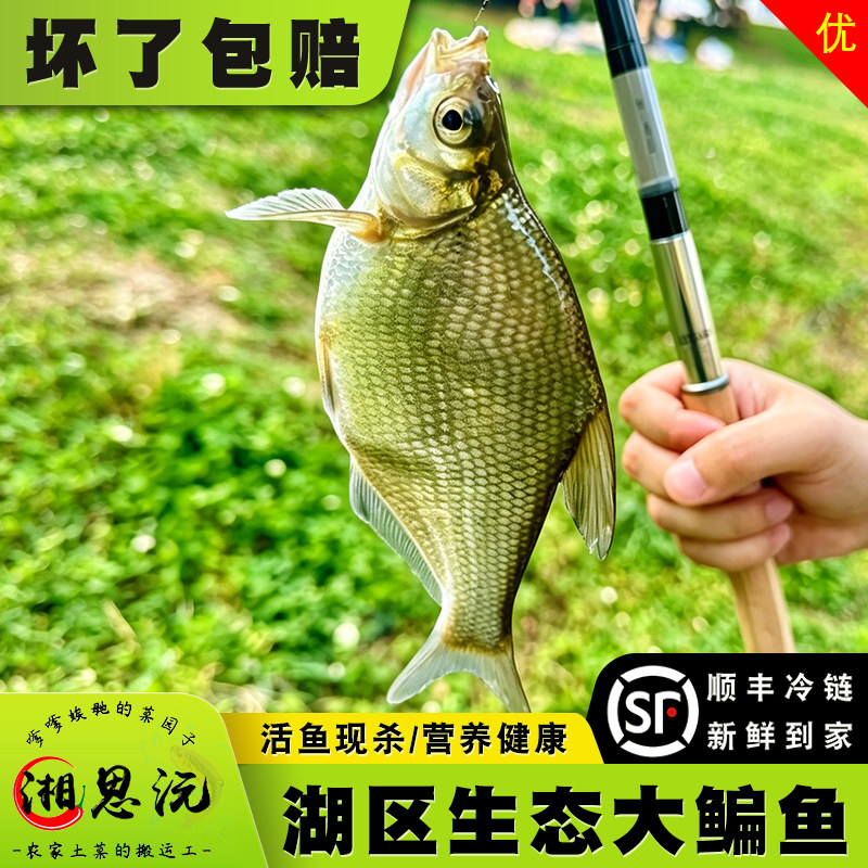 湖南湖区淡水鳊鱼顺丰冷链真空保鲜自然生长新鲜发货净膛肉质鲜嫩