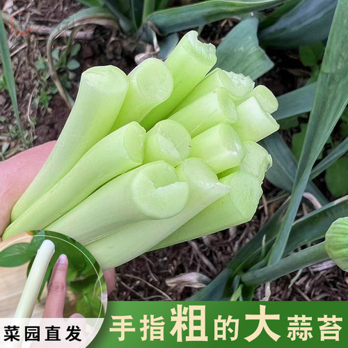 手指粗蒜苔洋蒜苔新鲜蒜薹顺丰