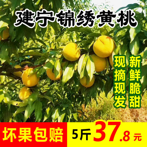 2026年正宗建宁双溪锦绣黄桃应季当季新鲜水果脆甜现摘露天礼盒装