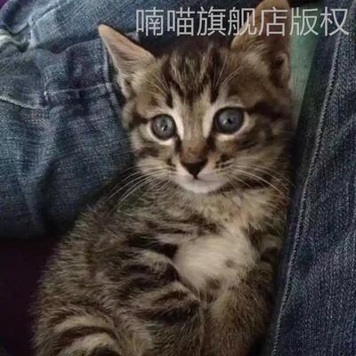 橘猫狸花猫幼崽土猫中华田园猫狸花猫狸猫黑猫白猫网红三花猫家养