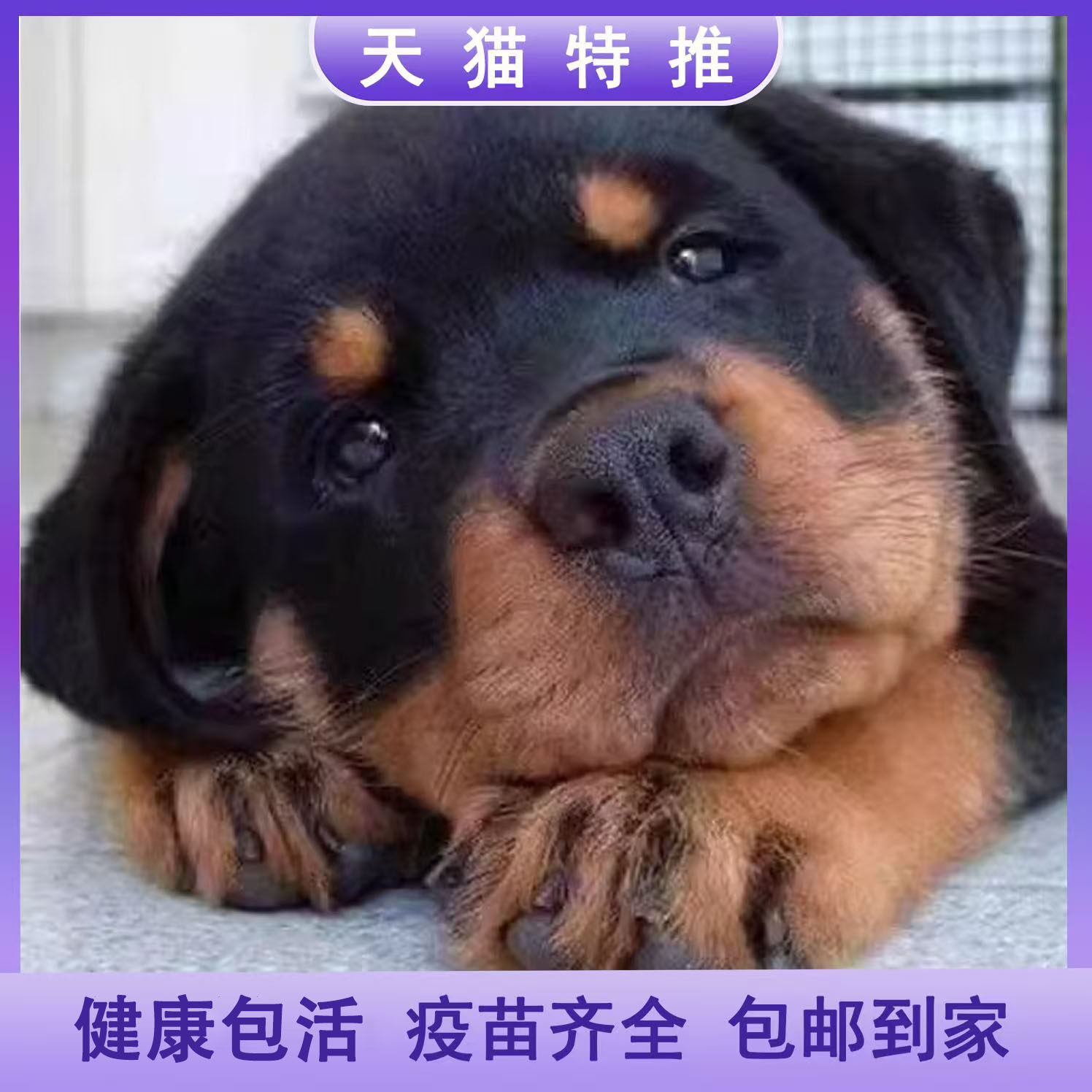 四眼铁包金德牧混血土狗幼犬便宜农村正宗赶山犬黑柴犬短毛看家狗