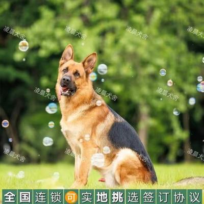 德牧幼犬混血弓背黑背德国牧羊犬警犬军犬大型狼狗猎犬宠物狗活体