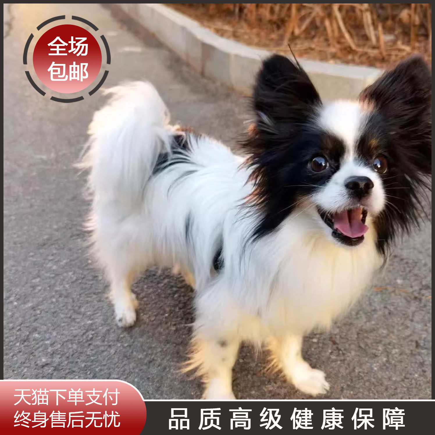蝴蝶犬网红黑白小狗狗长不大忠诚可爱狐狸犬黄白花便宜黑小型犬狗