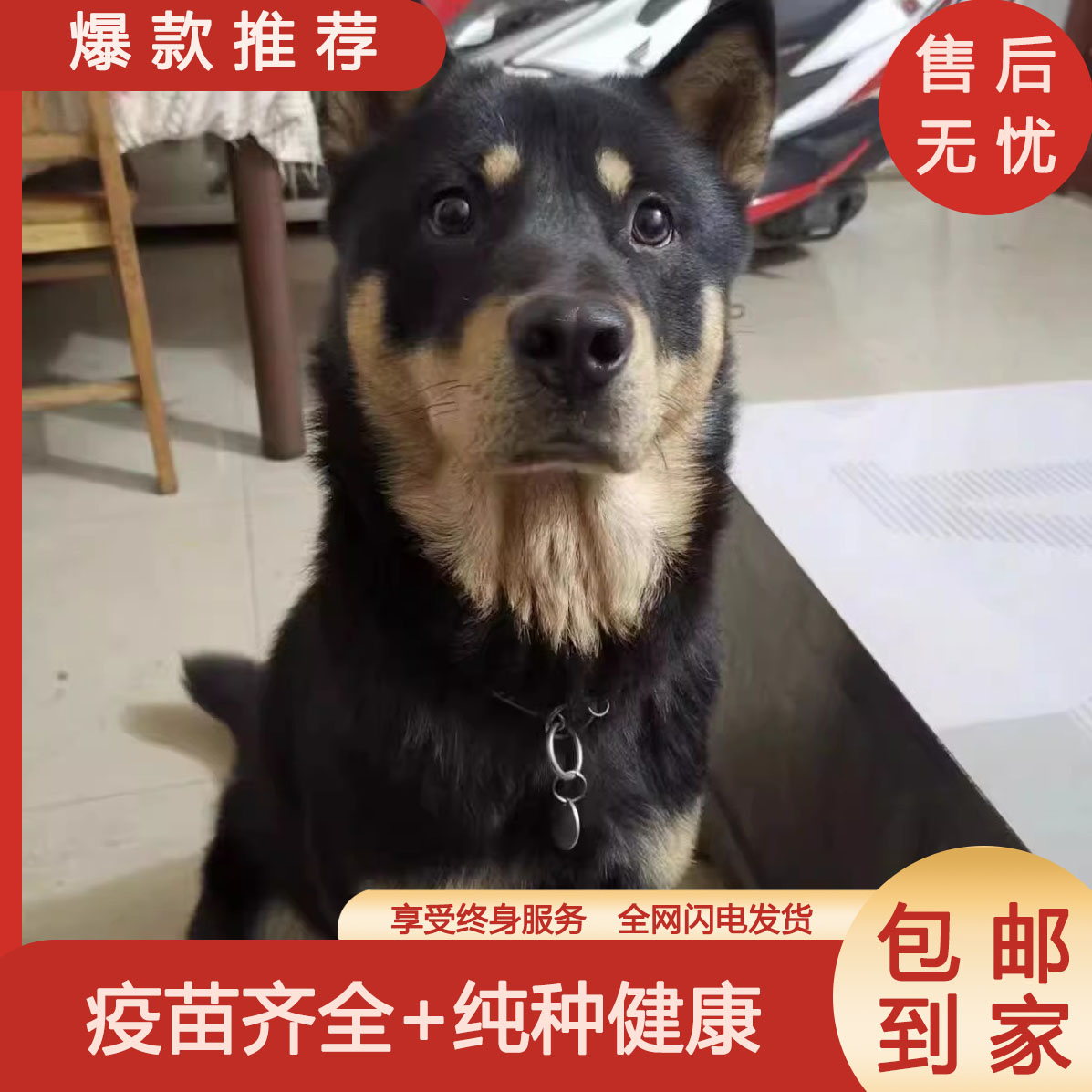 四眼铁包金好养正宗银看家狗黑柴犬混血便宜中华田园犬土狗短毛狗