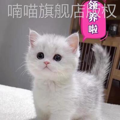 活物猫咪橘猫家养短毛