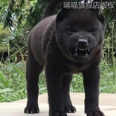 中华田园犬广西小土狗五黑犬看家护院土猎犬便宜田园中华幼犬活物