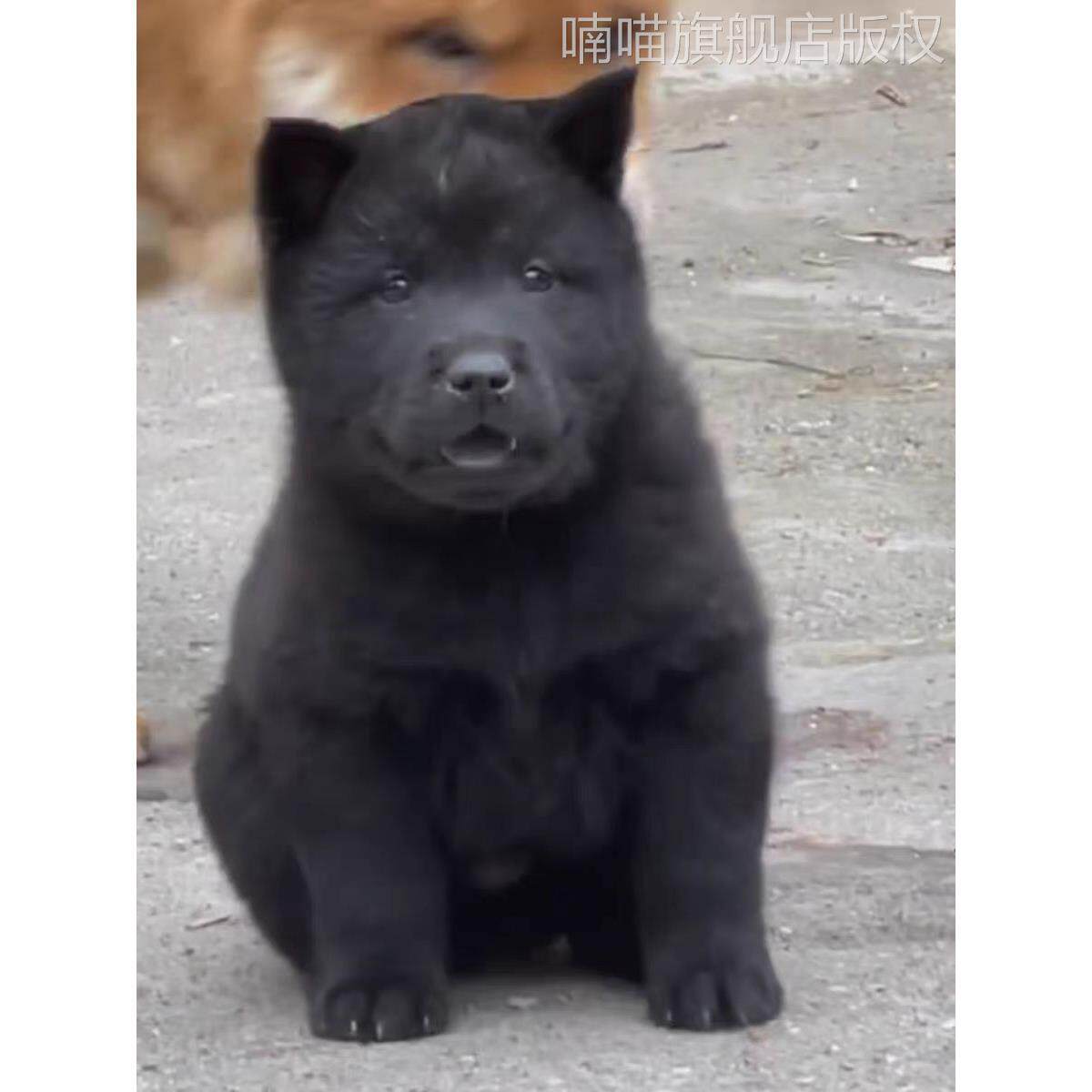 五黑犬广西土猎犬中华田园犬赶山犬纯黑虎头五黑犬活物虎头虎斑犬