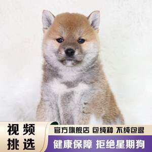 纯种金毛拉布拉多博美比熊泰迪萨摩耶阿拉斯加柴犬柯基边牧宠物狗