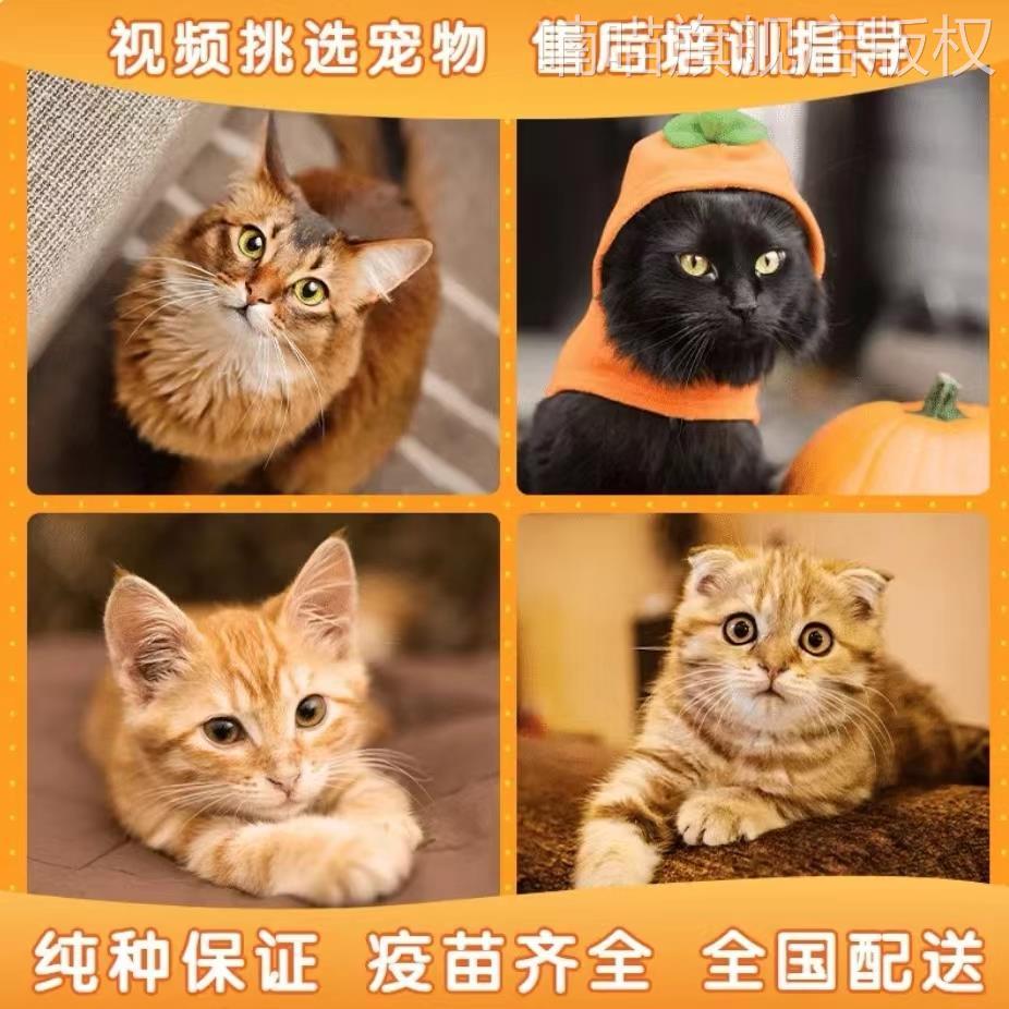 中华田园猫橘猫橘白猫狸花猫黑白奶牛猫网红三花猫小老虎猫捕鼠猫 宠物/宠物食品及用品 猫咪 原图主图