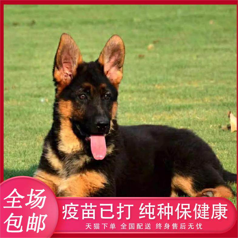 纯种德牧幼犬赛级狗狗黑背活体家养看家护卫犬大型犬活物幼崽猎犬