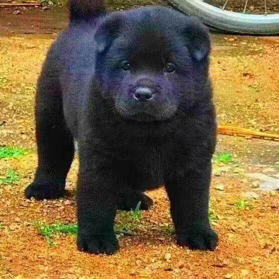 五黑犬广西土猎犬赶山犬看家护院狗狗虎头田园犬大骨架纯黑狗土狗