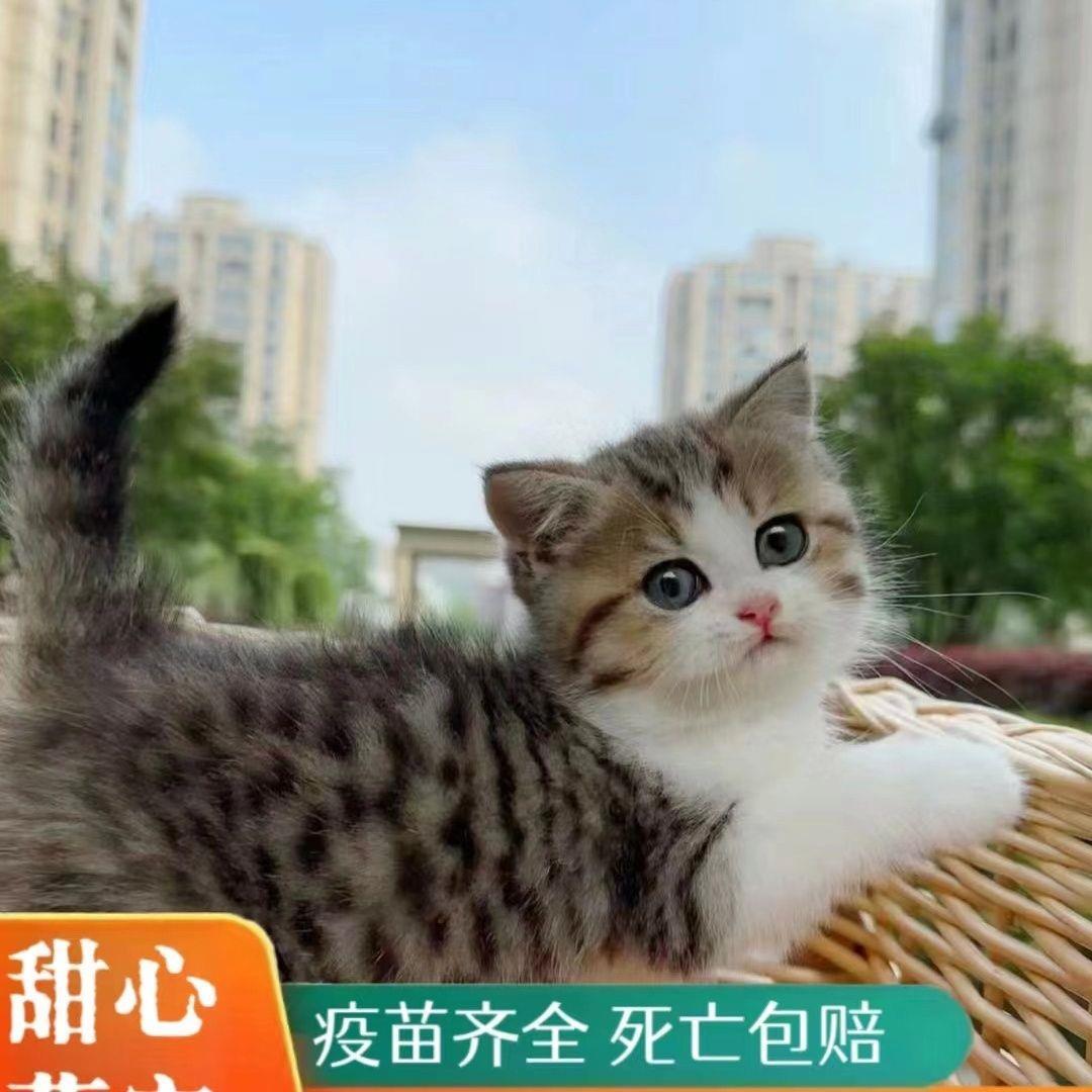 猫咪幼崽小猫中华田园猫橘猫橘白狸猫小奶猫可爱猫咪宠物猫咪幼猫-封面