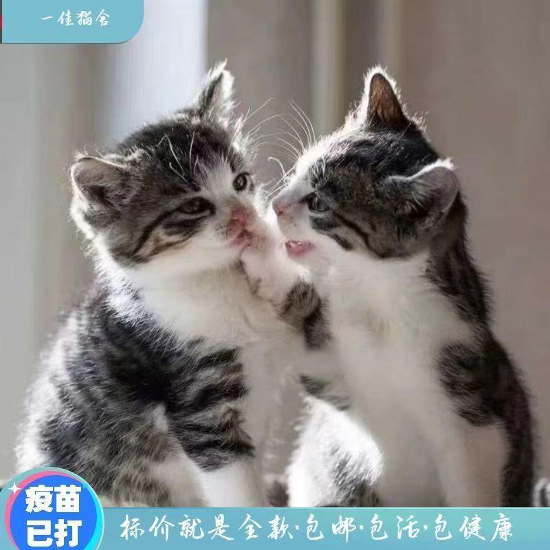 中华田园猫猫咪幼崽活物土猫小猫狸猫橘猫橘白猫黑猫白猫小老虎猫