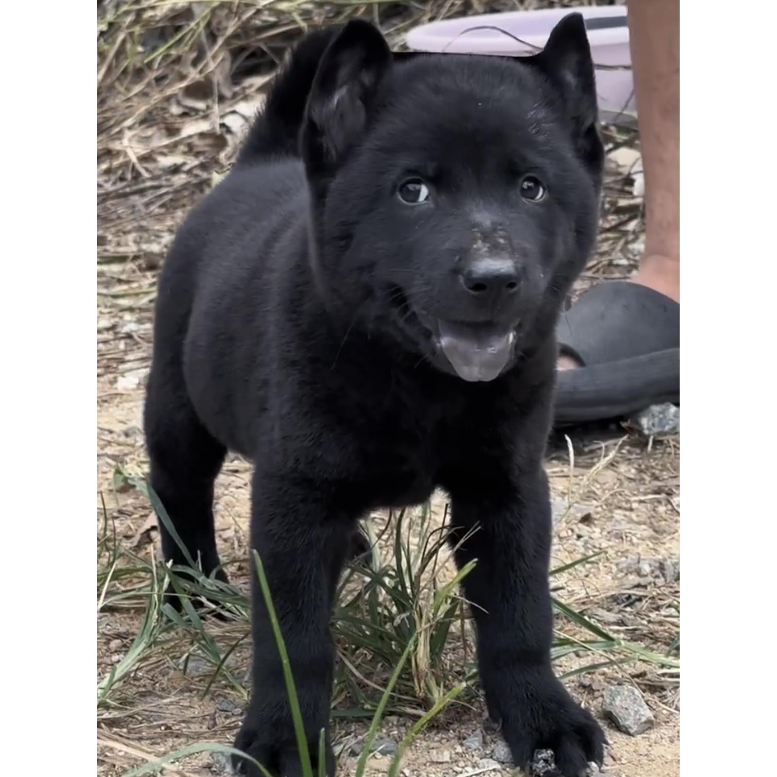 广西土猎犬五黑犬纯黑狗小黑狗赶山犬狩猎犬巡山犬狩猎犬打猎犬狗