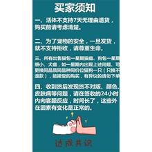 纯种金毛幼犬双血统拉布拉多幼崽导盲犬寻回猎犬大骨架宠物真狗