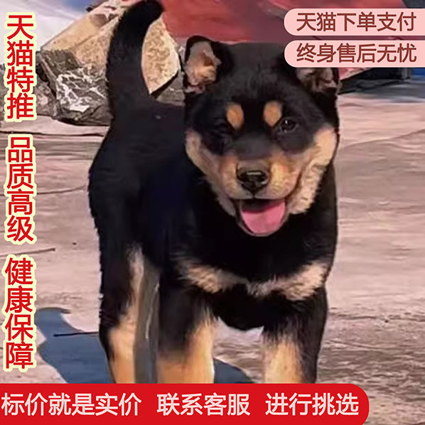 四眼铁包金短毛活物中华田园犬便宜巡山犬银黑柴犬混血土狗农村狗