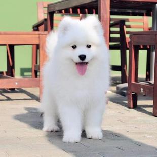 微笑天使萨摩耶犬宠物狗狗 纯种萨摩耶幼犬雪橇犬中大型犬活体熊版