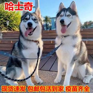 便宜哈士奇幼犬小狗崽宠物狗真狗家养便宜短毛二哈小奶狗活物幼崽