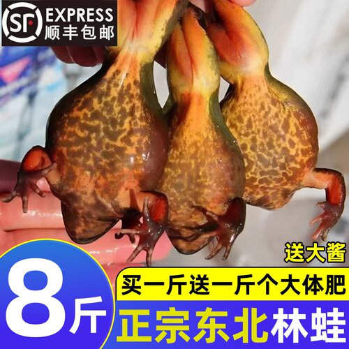 东北林蛙冷冻蛤蟆东北特产雪蛤