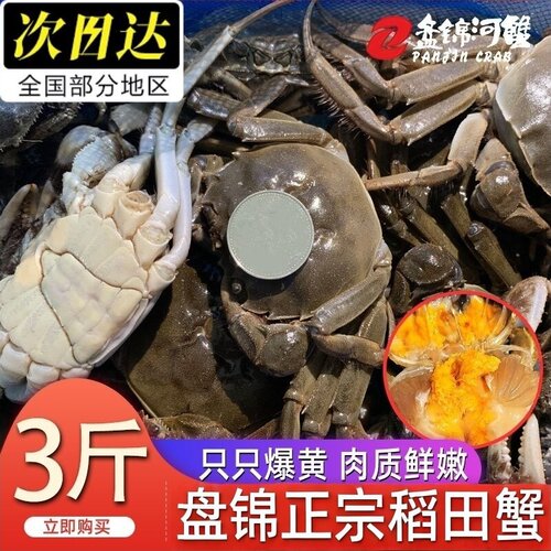 盘锦鲜活河蟹产地直发顺丰