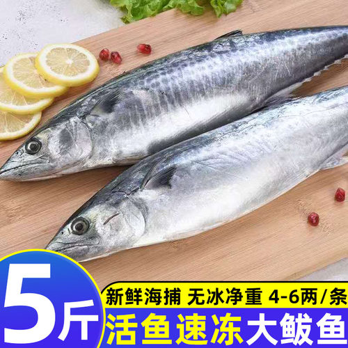 青岛海捕鲜冻整条大鲅鱼
